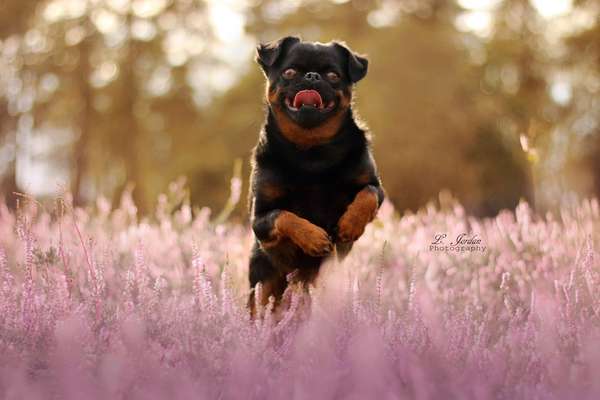 Hundetreffen-spielen und ein bisschen toben-Bild