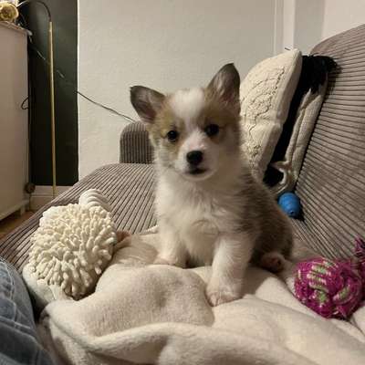 Hundetreffen-Welpentreffen im Liebesgrund (Lüneburg)-Bild