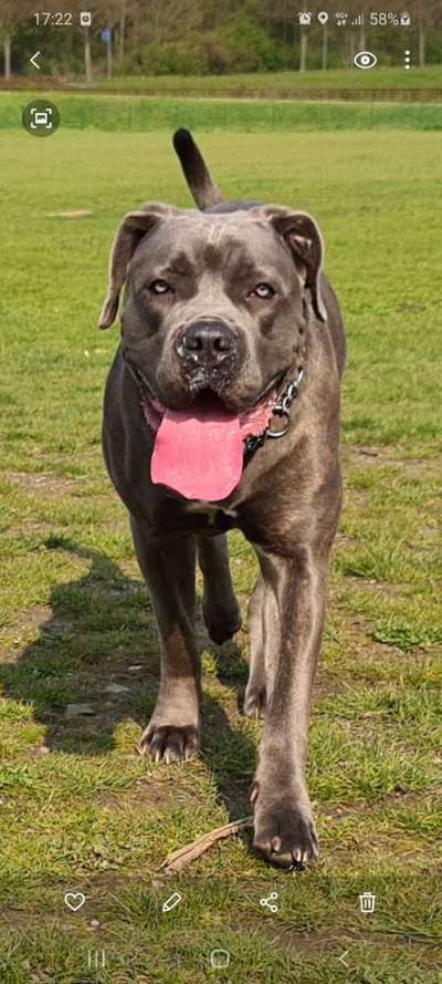 Rassensuche Cane Corso Italiano-Beitrag-Bild