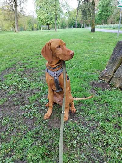 Hundetreffen-Welpen bzw. Junghunde-Bild