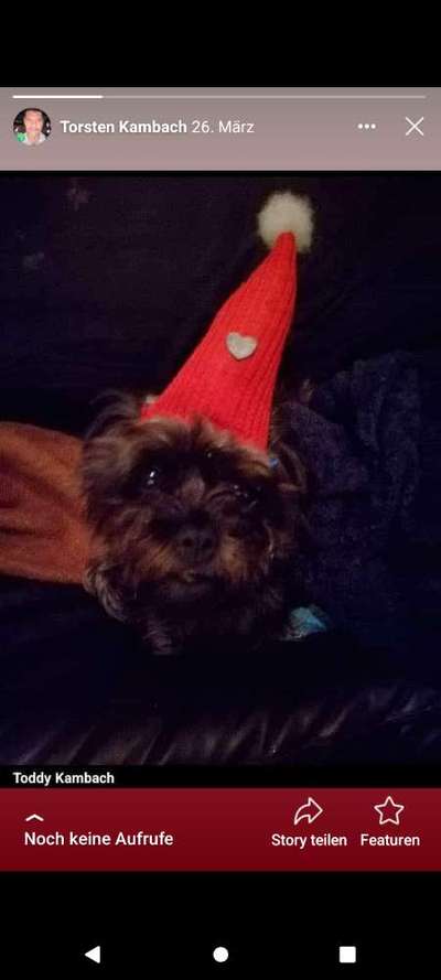 Unsere Fellnasen im Regenbogenland-Beitrag-Bild