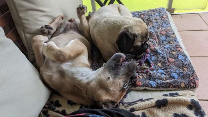 Foto Challenge - Zeigt her eure Bäuche-Beitrag-Bild