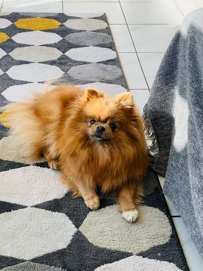 Dogorama Photo Challenge - Hundeblick zum hinschmelzen-Beitrag-Bild