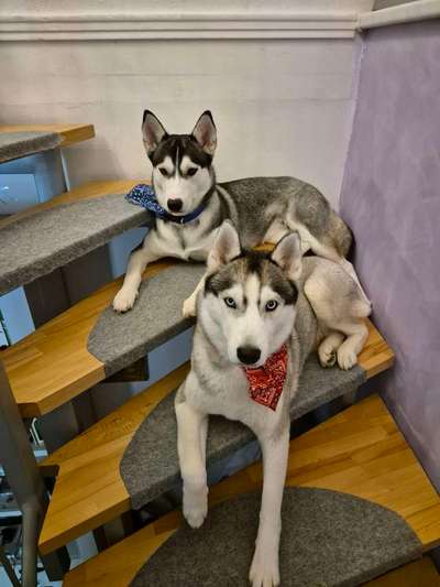 aktuelles Foto Gruppe Schlittenhunde Pforzheim/Enzkreis