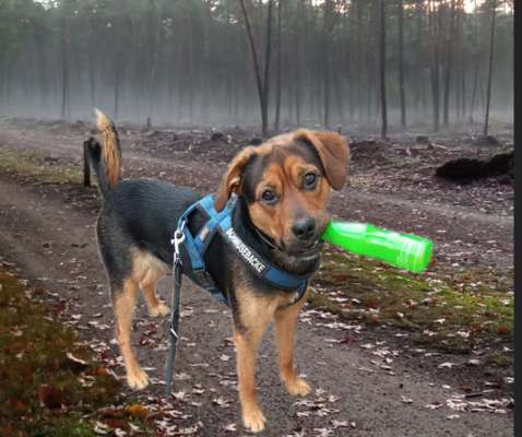 Photomontagen mit Hund-Beitrag-Bild