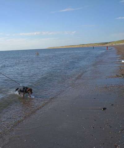 Dogorama-Monats-Challenge-Mai "Wasser"-Beitrag-Bild