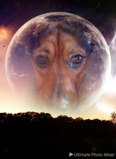 Photomontagen mit Hund-Beitrag-Bild