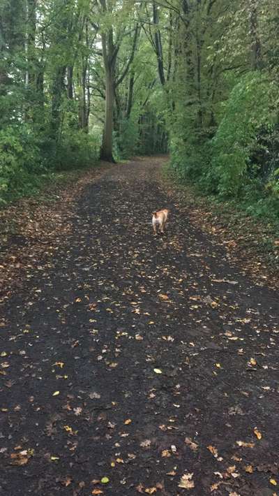 Hundetreffen-Hunderunde in Stockum / Sirksfeld-Bild