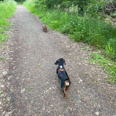 Hundeauslaufgebiet-Waldabschnitt zwischen Licher Str. und Grünberger Str.-Bild