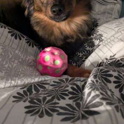 Hundetreffen-Spieletreff kleiner Hunde-Bild