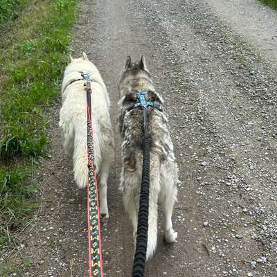 Husky-Beitrag-Bild