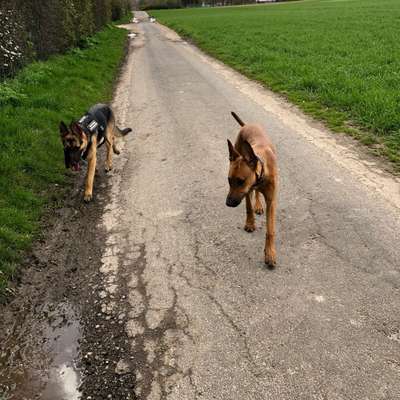Hundetreffen-Trainingspartner & Social Walk gesucht-Bild