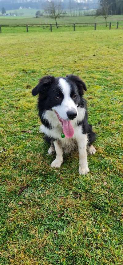 Hundetreffen-Regemäßige Spielkumpels für jungen Border Collie in Ledde-Bild