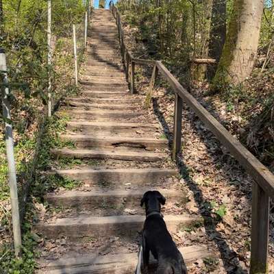 Hundetreffen-Sozial Walk im Kreis Münster-Bild