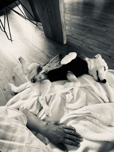 Die Dogorama Wochen Challenge-Beitrag-Bild