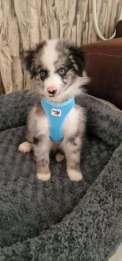 Welpen Bilder !-Beitrag-Bild