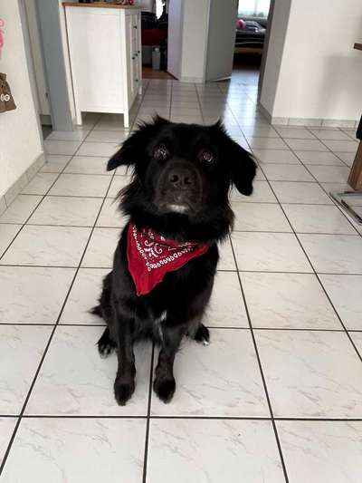 Mischlinge raten - Rätselspaß-Beitrag-Bild