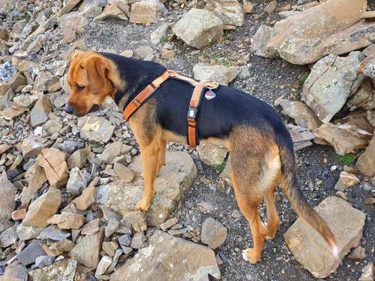 Hundetreffen-Spaziergänge/ Training/ play dates-Bild