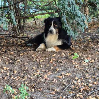 Aussies-Beitrag-Bild