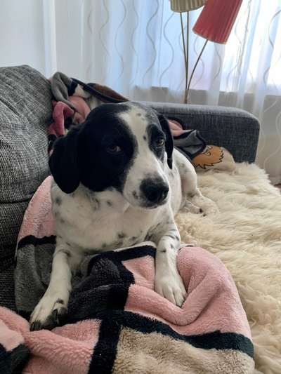 eure Spitznamen für die Vierbeiner-Beitrag-Bild