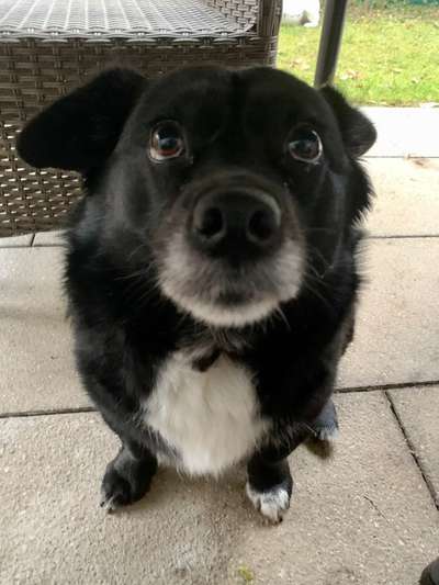 eure Spitznamen für die Vierbeiner-Beitrag-Bild