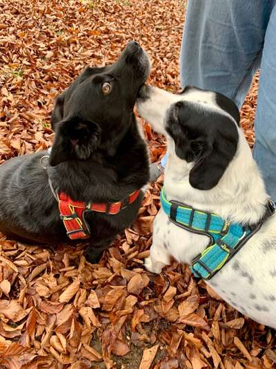 Die Dogorama Kalender Challenge Teil 1/4-Beitrag-Bild