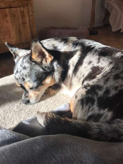 Helicobacter Pylori-Beitrag-Bild