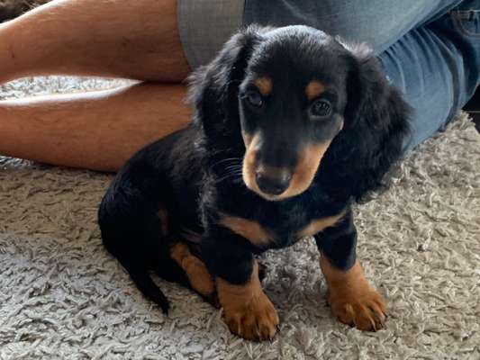 Welpen Bilder !-Beitrag-Bild