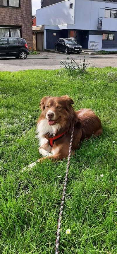 Aussies-Beitrag-Bild