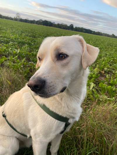 Hundetreffen-Social Walk - Trainingseinheiten-Bild