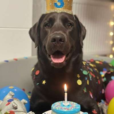 aktuelles Foto Gruppe Labrador