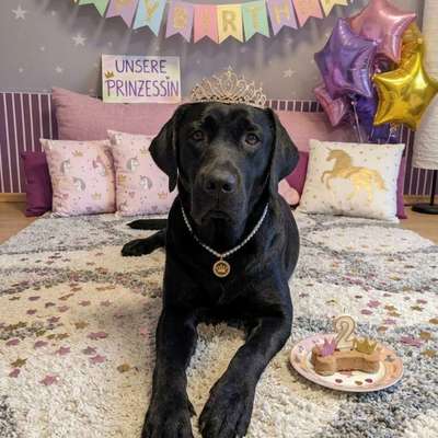 aktuelles Foto Gruppe Labrador