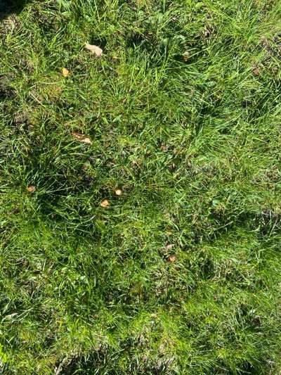 Giftköder-Wiener Stückchen im Gras-Bild