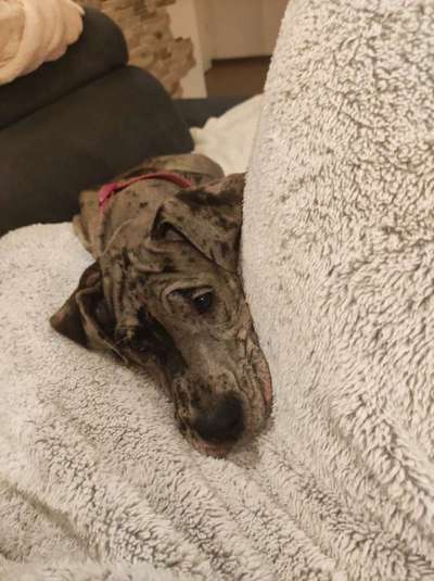 Deutsche Doggen Besitzer zeigt euch-Beitrag-Bild