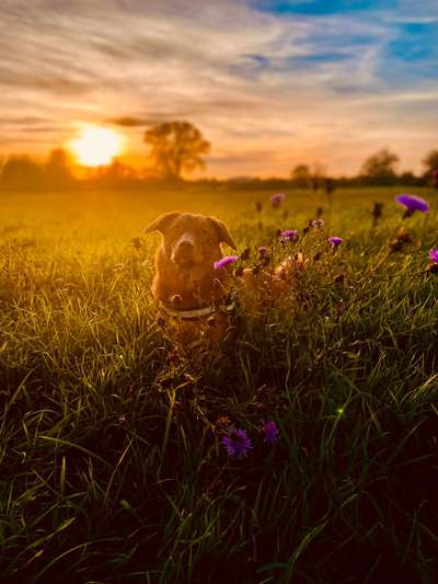 Dogorama Photo Challenge - Portrait-Beitrag-Bild