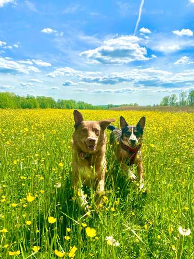 Hunde in Action-Beitrag-Bild