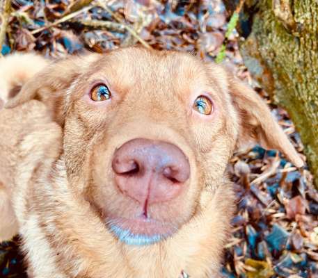 Zeigt mir die tollste Nahaufnahme von eurer Fellnase-Beitrag-Bild