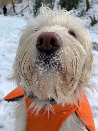 Fotochallenge 61 ~ Schnee-Beitrag-Bild