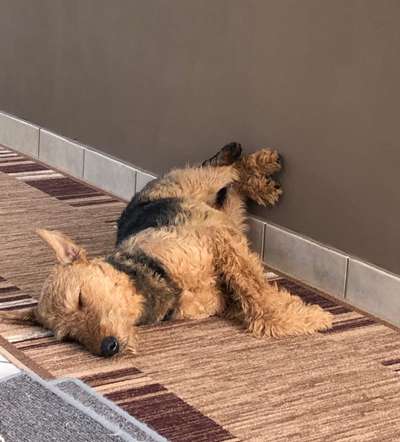 Airedale Terrier-Beitrag-Bild