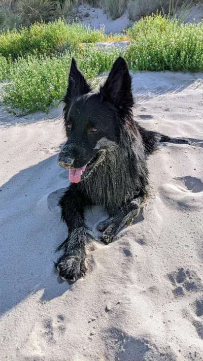 Black dogs are beautiful-Beitrag-Bild