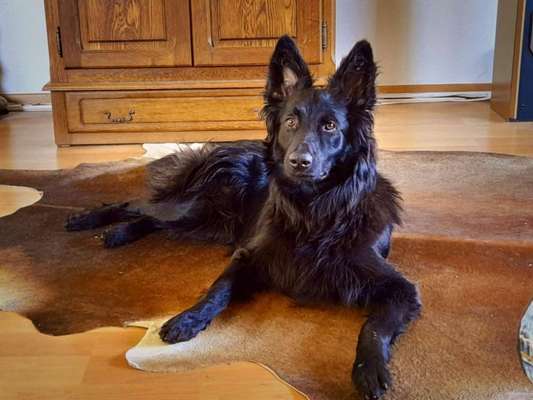 Black dogs are beautiful-Beitrag-Bild