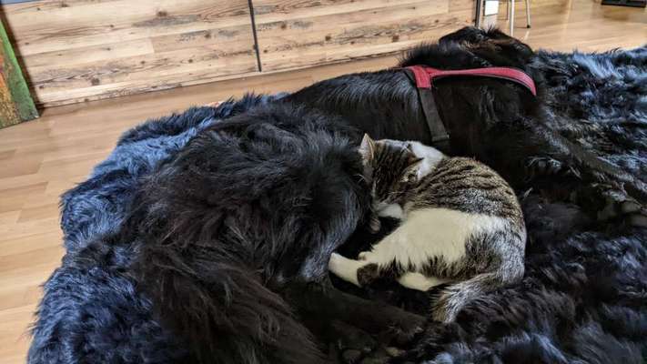 Fotosammlung: ,,Der natürliche Hund" Unbearbeitet, ungestellt und in Natura-Beitrag-Bild