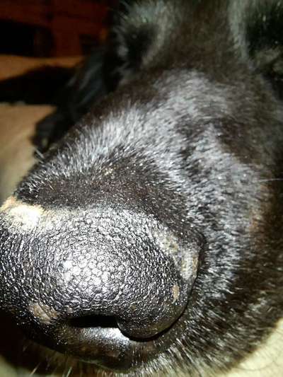 Zeigt her eure Hundenasen-Beitrag-Bild