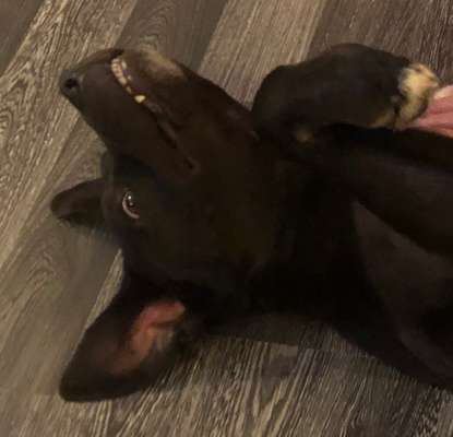 Lustigsten Grimassen von euren Hunden-Beitrag-Bild