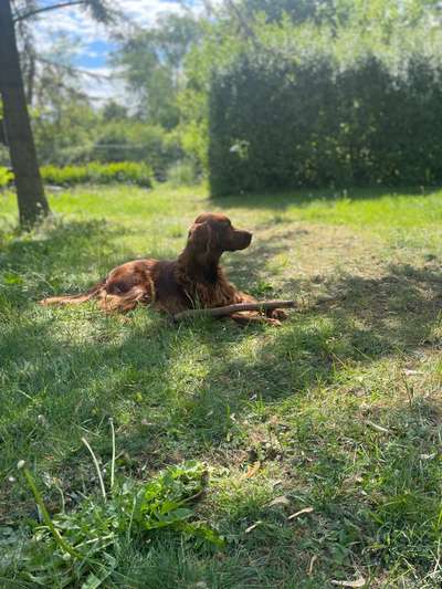 Hundetreffen-Spiel, Gassi und/oder Training-Bild