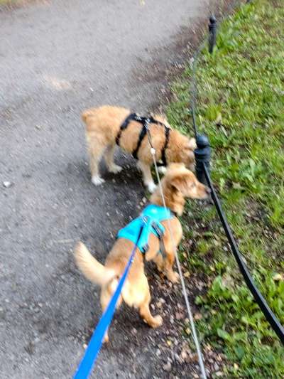 Wie kamst du zu deinem Hund?-Beitrag-Bild