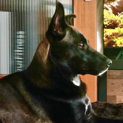 Hundetreffen-Gassi RundeWaldniel-Bild