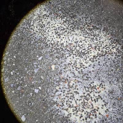 Giftköder-Vermutlich Giftköder-Bild