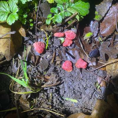 Giftköder-Evtl. Giftköder-Bild