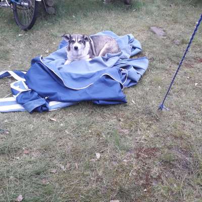 Auslandstierschutz-Beitrag-Bild